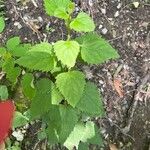 Ageratina altissima Leaf