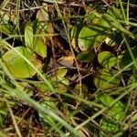 Potamogeton polygonifolius Leaf