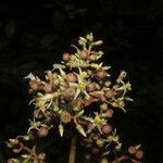 Miconia ligulata Květ