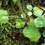 Saxifraga rotundifolia 整株植物