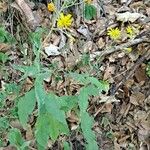 Hieracium prenanthoides Natur