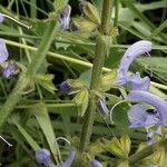 Salvia pratensis Bark