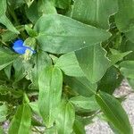 Commelina communis Liść