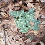 Goodyera pubescens Blatt