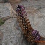 Orobanche cernuaFlower