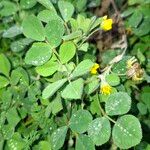 Medicago truncatula Blad