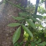 Zanthoxylum rhoifolium Blad