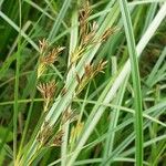 Cyperus longus Blüte