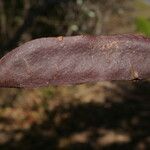 Vachellia pennatula Кара