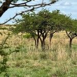 Prosopis affinis Habit