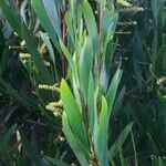 Acacia longifolia Blatt