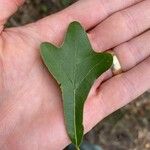 Quercus stellata Leaf