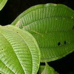 Miconia bubalina Leaf