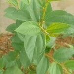 Corchorus olitorius Leaf