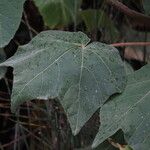Dombeya burgessiae Лист