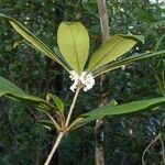 Pittosporum aliferum Habitus