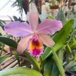 Cattleya trianae 花