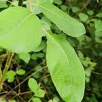 Salix aurita ഇല