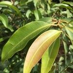 Syzygium guineense Blatt