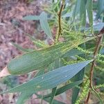 Acacia longifolia ഇല