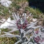Cynoglossum magellense Flor