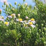 Felicia fruticosa Flor