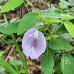 Clitoria mariana Květ