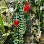 Columnea gloriosa Leaf