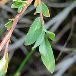 Salix repens Φύλλο