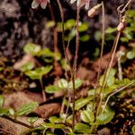 Linnaea borealis Hábitos