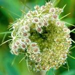 Daucus carota Hàbitat