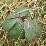 Rubus ferus Folha