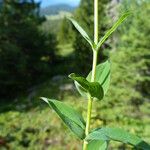 Hypericum richeri Leaf