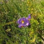 Solanum umbelliferum Květ