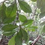 Cordia nodosa Blatt