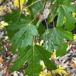 Acer × freemanii পাতা