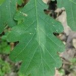Quercus petraea পাতা
