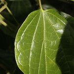 Piper multiplinervium Leaf