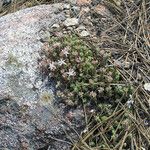 Sedum niveum Habitus