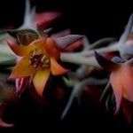 Echeveria rubromarginata 花