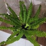 Asplenium nidus Liść