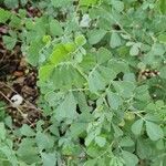 Coronilla glaucaBlad