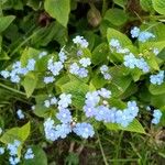 Brunnera macrophyllaFlower