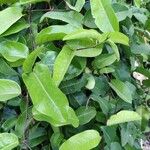 Passiflora laurifolia Leaf