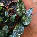 Aglaonema costatum Blatt