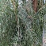 Casuarina glauca Levél