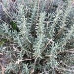 Teucrium dunense Hoja
