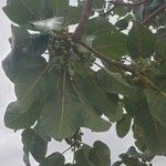 Ficus lutea ഇല