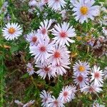 Symphyotrichum lanceolatumFlor