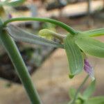 Eulophia euglossa Flower